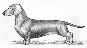 According to the american kennel club, their gentle, easygoing manner and the need to be close to their people makes them a good fit for families. that actually could be why these dogs. Breed Standards Dachshund United Kennel Club Ukc