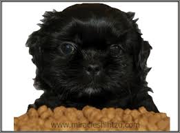 Feeding Your Shih Tzu