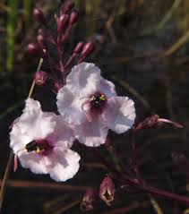 Image result for Sopubia mannii