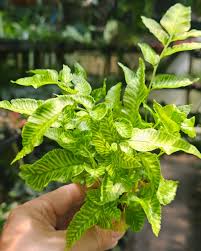 Image result for Coniogramme