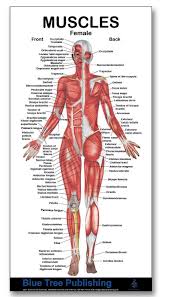 muscle charts female muscle mini