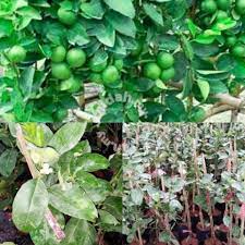 Jeruk limau atau yang biasa disebut dengan jeruk sambal sudah tidak asing lagi di telinga masyarakat indonesia. Anak Pokok Limau Nipis Buah Jambak Garden Items For Sale In Putrajaya Putrajaya Mudah My
