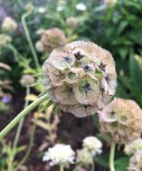 Image result for Albuca setosa