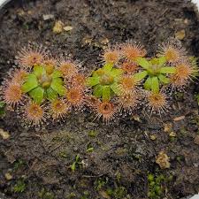 Image result for Drosera pilosa