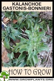 Image result for Kalanchoe gastonis-bonnieri