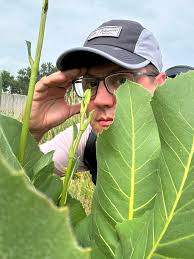 A few aquatic floating plants in flower