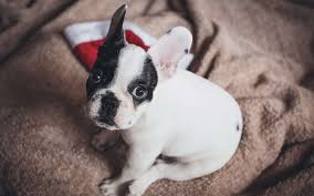 download wallpapers 4k french bulldog puppy funny animals bulldog pets dogs cute animals french bulldog dog besthqwallpapers com puppies training your dog pet dogs