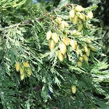 Image result for Calocedrus decurrens