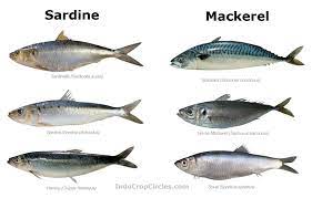 Perbedaan Antara Ikan Sarden Dan Ikan Makarel Satwa Foresteract Com