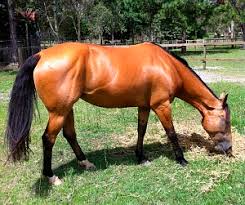 This stays and only the bay color turns to a yellow gold color. Shades Of Buckskin Coat Colours