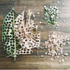 zero waste confetti nachhaltig konfetti party leaf confetti wedding confetti eco friendly wedding