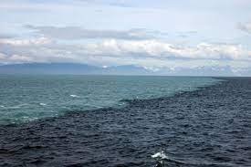 The second fin on their back (dorsal fin) is reddish brown, and they have short pectoral fins. Mythbusting The Place Where Two Oceans Meet In The Gulf Of Alaska Anchorage Daily News