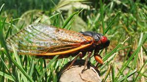 Try rotten.com it has a news post about it that cicadas from underground will. Trillions Of Brood X Cicadas To Emerge In 15 States This Spring Ecowatch