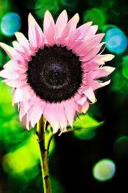 White ones signify purity, pink these assertive blooms look like they're just bursting with excitement, which may be why they signify. Pink Sunflower Pink Sunflowers Beautiful Flowers Pretty Flowers