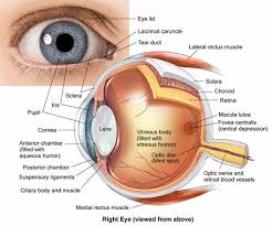 Eye Anatomy Canthus Inner And Outer Where Eyelids Meet Pinguecula Growth Of The Conjunctiva That Overlay Eye Anatomy Physiology Human Anatomy And Physiology