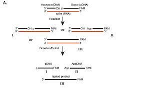 Ligase, any one of a class of about 50 enzymes that catalyze reactions involving the conservation of chemical energy and provide a couple between britannica, the editors of encyclopaedia. Neb Splintr Ligase New England Biolabs Gmbh