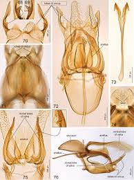 Related to geraldo vargas, josue vargas, gerardo vargas, olivia vargas, gladys vargas. Exotic Looking Neotropical Tischeriidae Lepidoptera And Their Host Plants