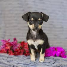 Feb 10, 2021 · the average estimated lifespan of a chihuahua rat terrier mix is between 10 15 years. What To Expect From The Unexpected Chihuahua Terrier Mix Animalso