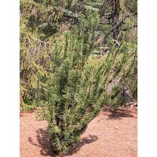 Check spelling or type a new query. Jc Raulston Arboretum Our Plants Search Results