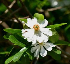 Image result for Xylotheca tettensis