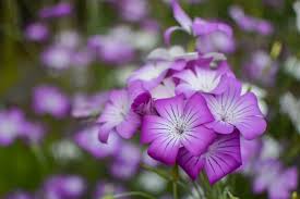 Image result for Agrostemma