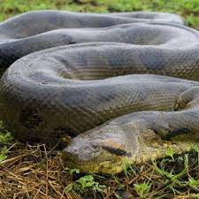 The Green Anaconda Green Anaconda Anaconda Snake