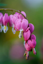 We are your local albuquerque, new mexico florist. Pacific Bleeding Heart Dicentra Formosa Extension S Sustainable Tourism Blog