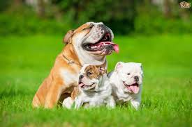 Five Universal Personality Traits Of The English Bulldog Pets4homes