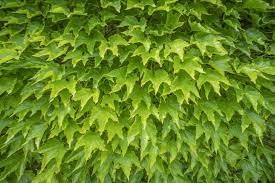 We did not find results for: 20 Plantes Grimpantes Pour Tapisser Vos Murs En Beaute Gamm Vert