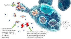 Image result for Penicillin Resistant Pneumococcus