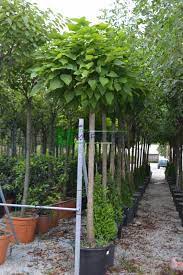 We did not find results for: Beijing Manchurian Catalpa Dwarf Indian Bean Umbrella Tree Southern Catalpa Catalpa Bignonioides Bignoniaceae Sms Marmara Group