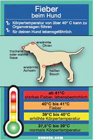 Die normwerte liegen bei erwachsenen hunden bei 38,0 bis 39,0 °c. Fieber Beim Hund Was Im Notfall Wichtig Ist Hunde Gesunde Hunde Erste Hilfe Hund