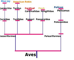 Brainliesttt Asap Describe The Physical Traits Your Birds