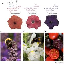 Cub foods is a chain of supermarkets in minnesota, wisconsin, and illinois. Anthocyanins Current Biology