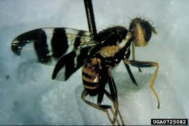 Image result for Rhagoletis completa