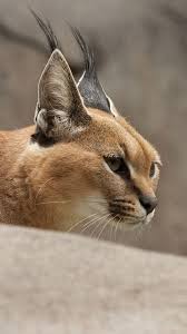 pin na doske wild cats