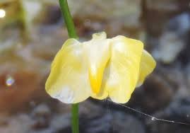 Image result for Utricularia gibba