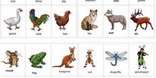 Animals Name In English A To Z With Pictures