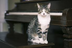 Black And White Tabby Cat Breeds How To Determine Your Cat S Breed Tabby Cat Cat Breeds Tiger Striped Cat