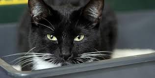 Mit 5 monaten habe ich schon einen potenten kater hier gehabt, zwei mädels waren mit 5 monaten schon rollig (ganz damals als ps, leider konnten die beiden erst später kastriert werden weil. Katzen Kater Und Katze Unfruchtbar Machen Oder Nicht
