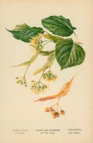 Leaves and Blossoms of the Lime by William Henry James Boot