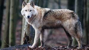 The packs have 6~10 animals. Wolfshybrid Halb Wolf Halb Hund Wolfshunde Sind Keine Hunde Br Wissen