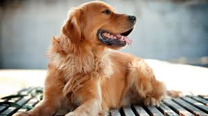 Desktop and mobile phone ultra hd wallpaper 4k watch dogs legion, logo, anonymous, 4k, #3 with search keywords. Golden Retriever 1920 X 1080 Hdtv 1080p Wallpaper Golden Retriever Dogs Golden Retriever Dogs And Puppies