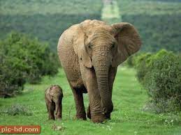 pin by monika kraft on walpaper elephants photos cute animals animals