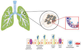 What animal cell organelles are represented well in makena?s model. Emerging Technologies For In Vitro Inhalation Toxicology Singh Advanced Healthcare Materials Wiley Online Library
