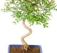 Pistachio (Vera) Bonsai Plant - A Captivating Dwarf Bonsai with Textured  Bark and Delightful Canopy