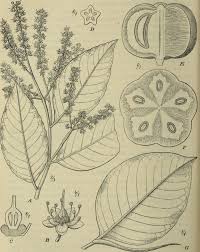 Image result for Klainedoxa