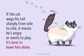Tug of war between strong, independent cat and her owner. Do You Know What These 8 Cat Tail Positions Mean Meowingtons