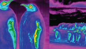 The feature that help a penguin is the pink gland over their eye that when it gets too hot the glands become more pink that help the penguin cool of by the blood moving throughout the fur, blubber, claws, pretty much anything that is special about an animal that helps it survive in an environment. How Emperor Penguins Survive Antarctica S Subzero Cold Science Smithsonian Magazine