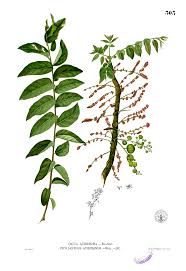 Image result for Phyllanthus nummulariifolius